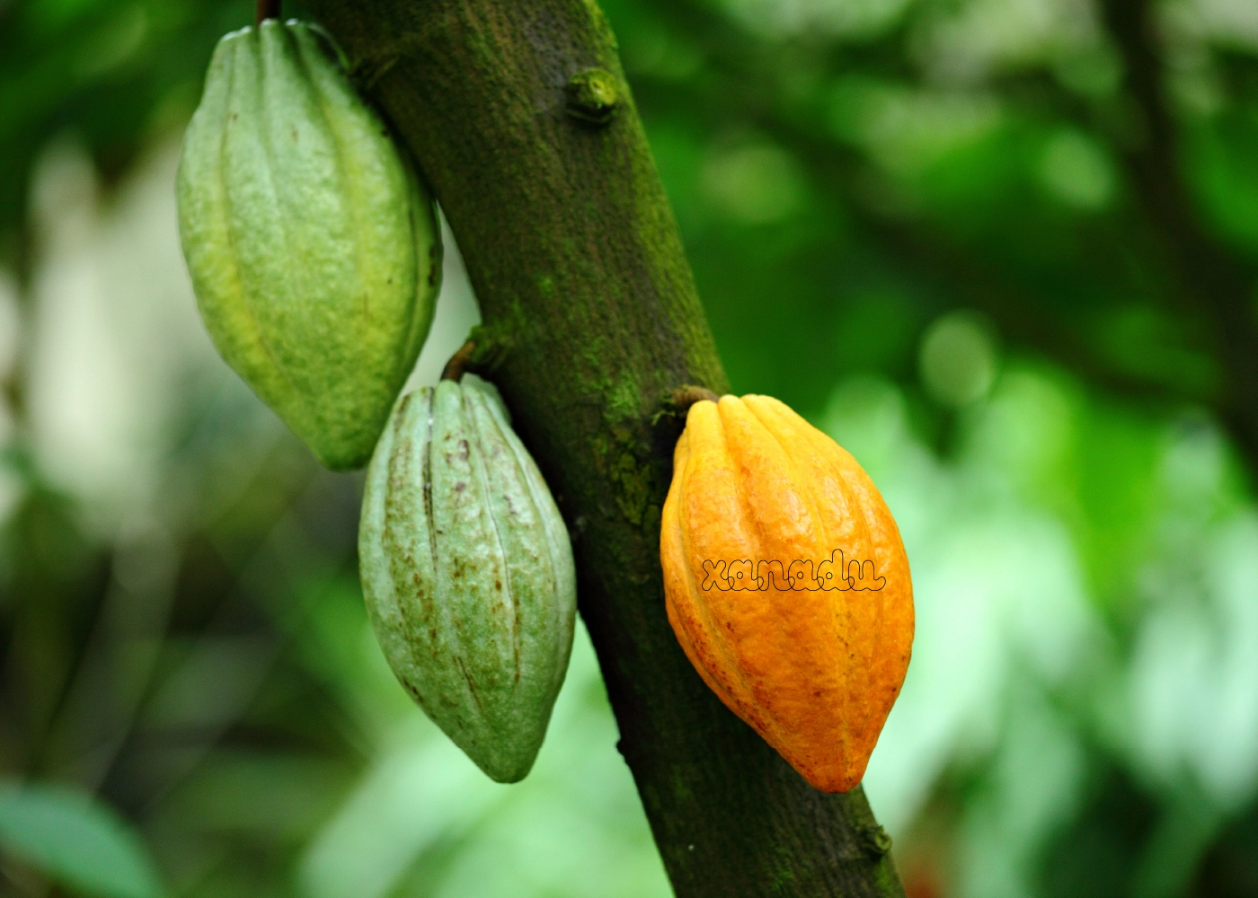 Xanadu Chocolate Konsept Tasarımı 4